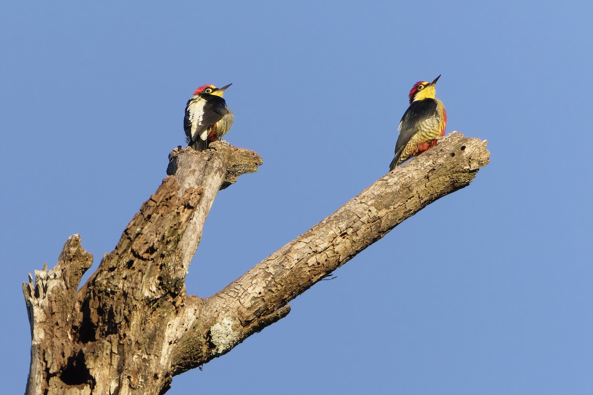 Yellow-fronted Woodpecker - ML657657961