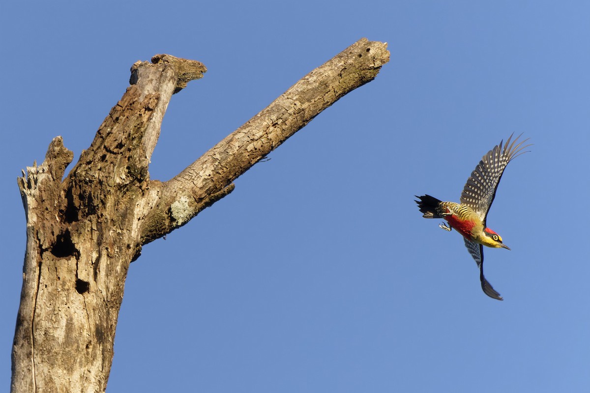 Yellow-fronted Woodpecker - ML657657972