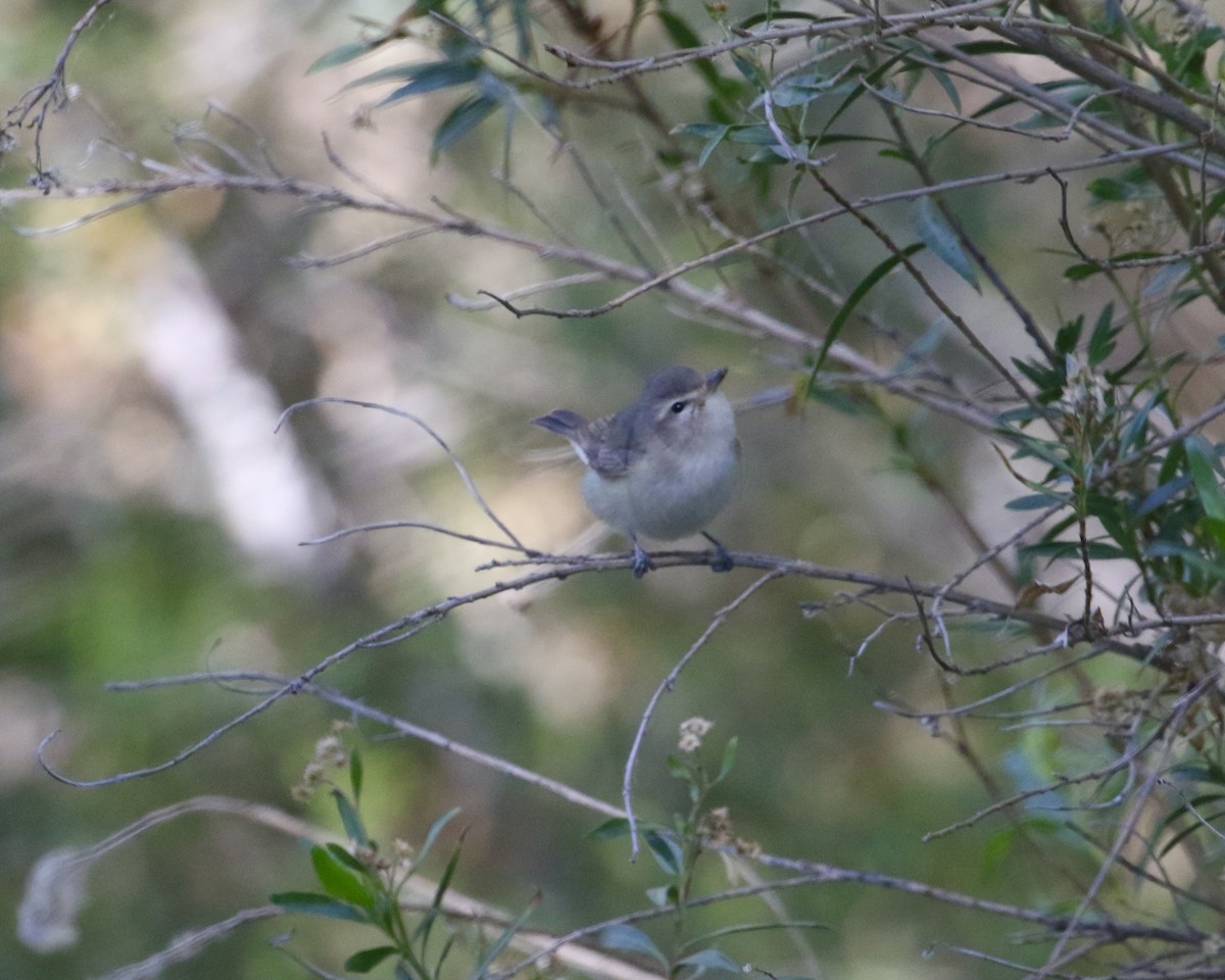 Western Warbling Vireo - ML657657978