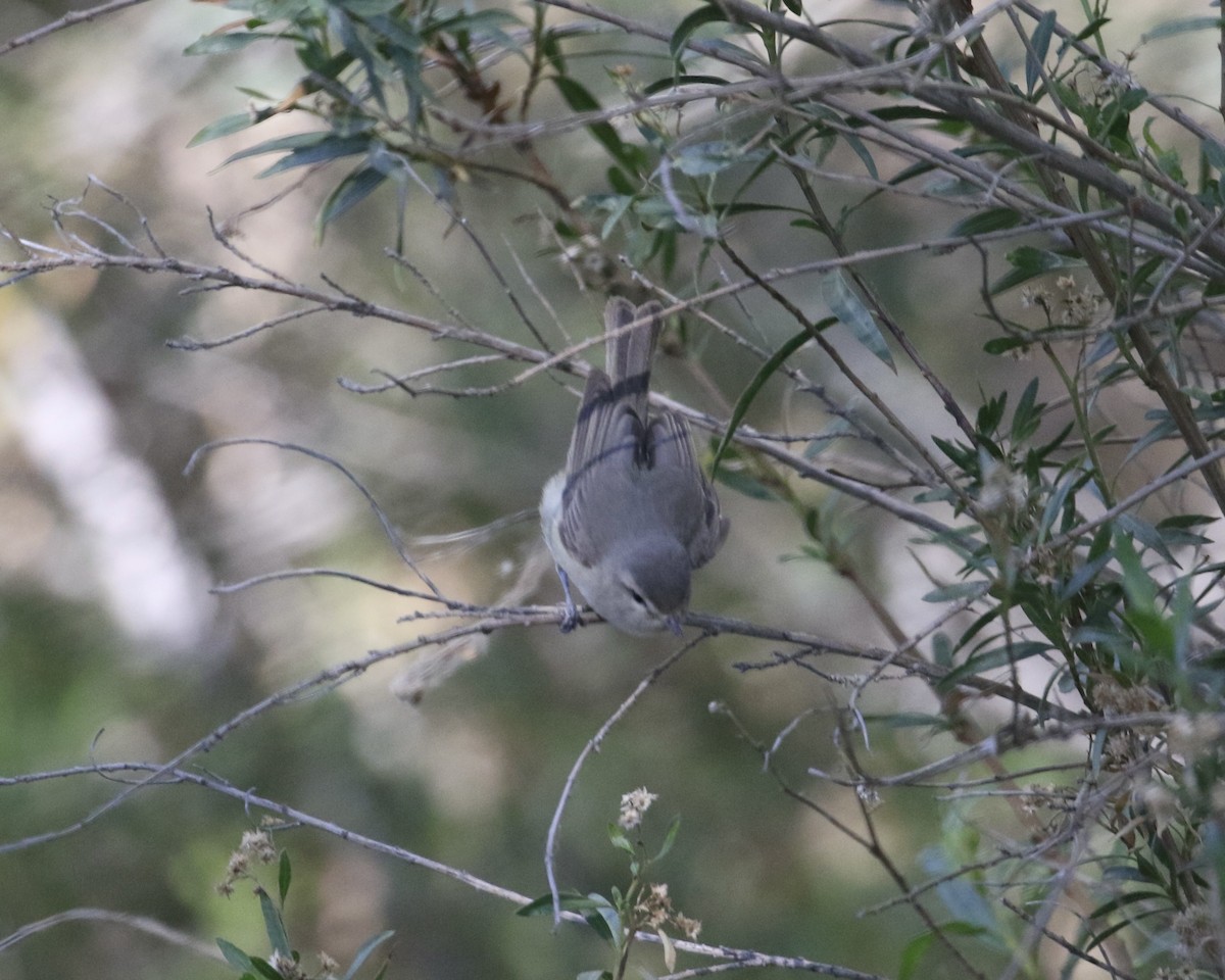 Western Warbling Vireo - ML657658004