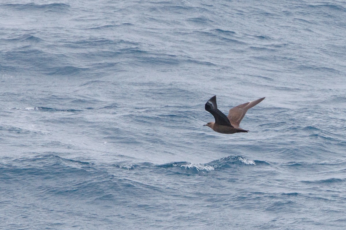 South Polar Skua - ML657658052