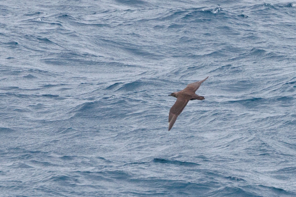South Polar Skua - ML657658054