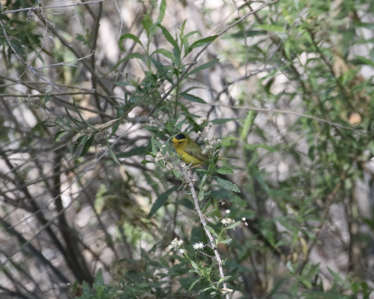 סבכון שחור-כיפה - ML657658065