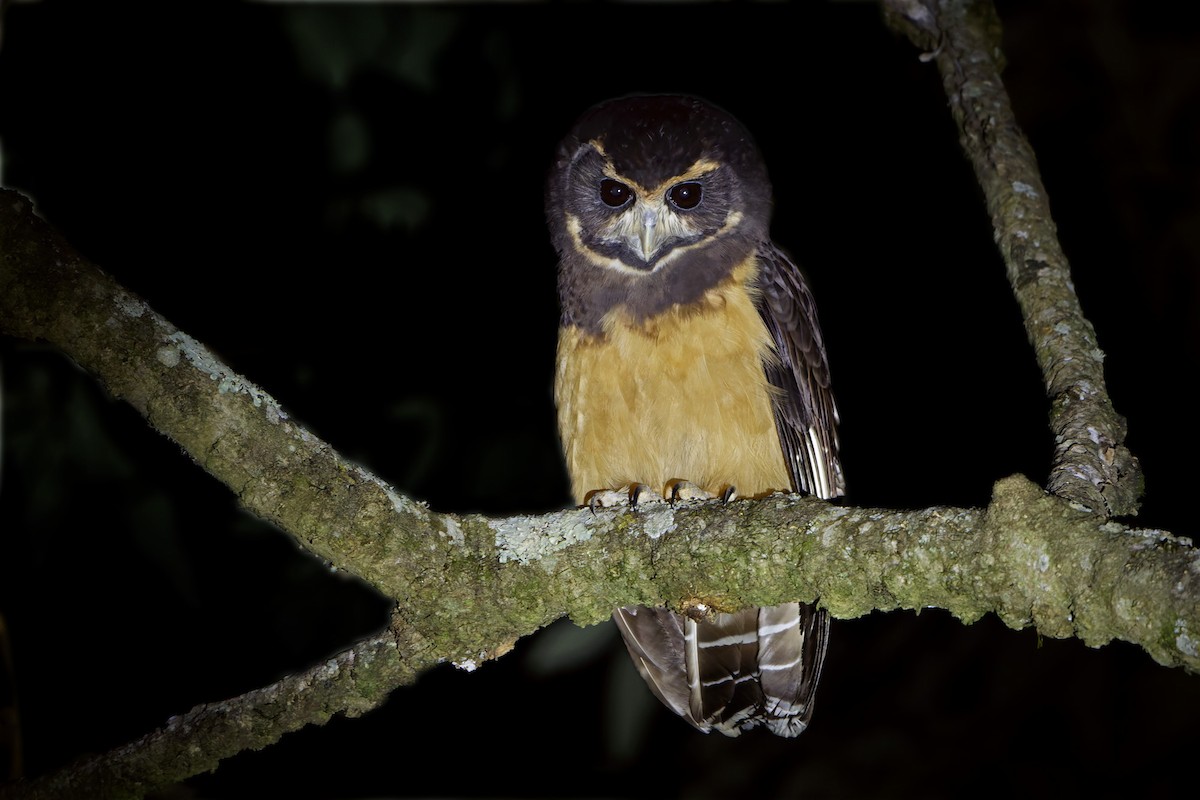 Tawny-browed Owl - ML657658139