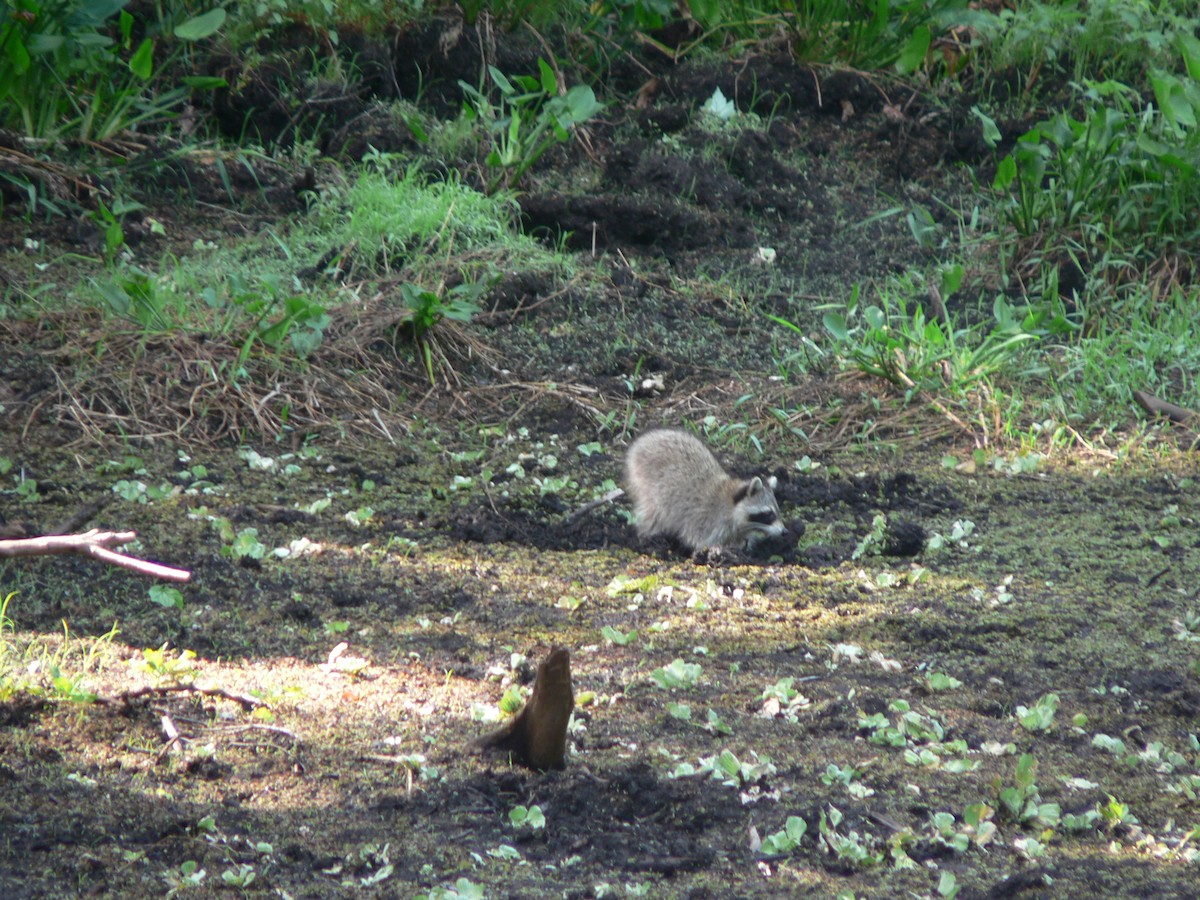 Florida Raccoon - ML657659504