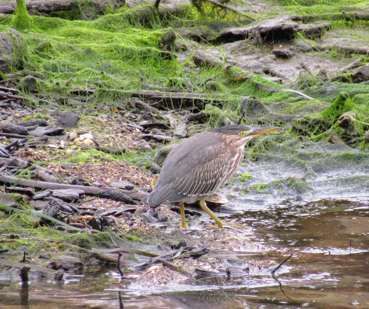 Green Heron - ML65766201