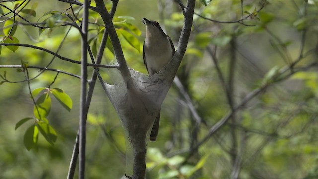 Кукліло чорнодзьобий - ML657664744