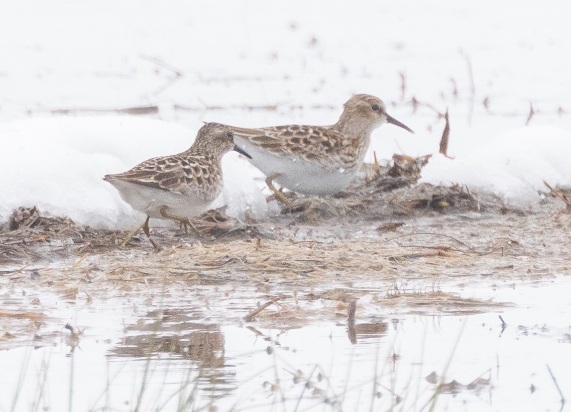 Least Sandpiper - ML657667586