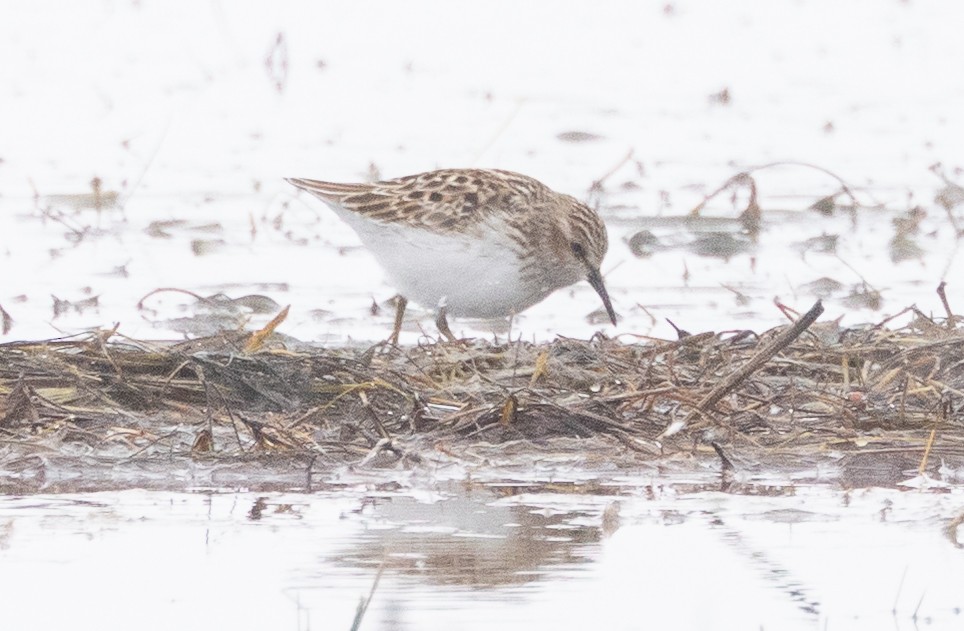 Least Sandpiper - ML657667588