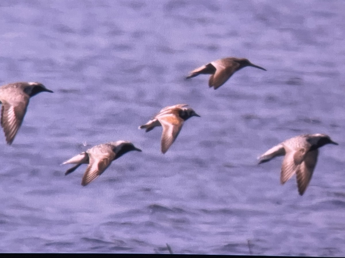 eBird Checklist - 16 May 2026 - Hope Marsh - 12 species