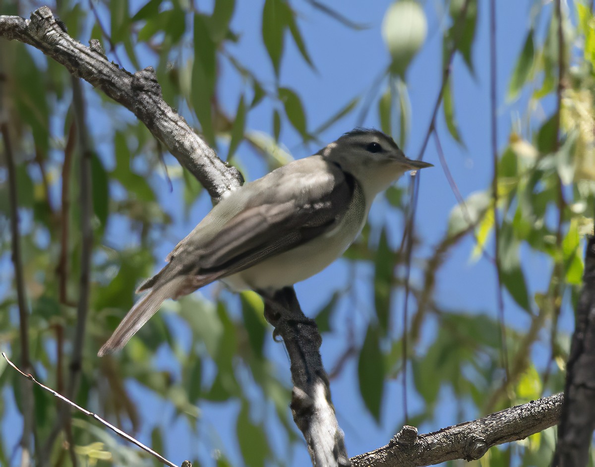 Western Warbling Vireo - ML657668284
