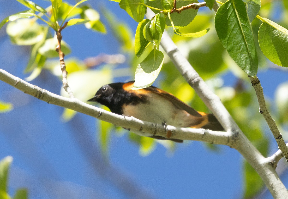 American Redstart - ML657668311
