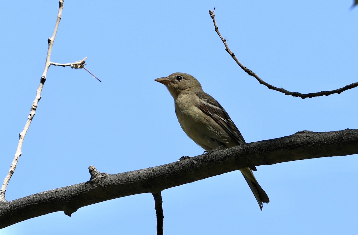 Western Tanager - ML657668319