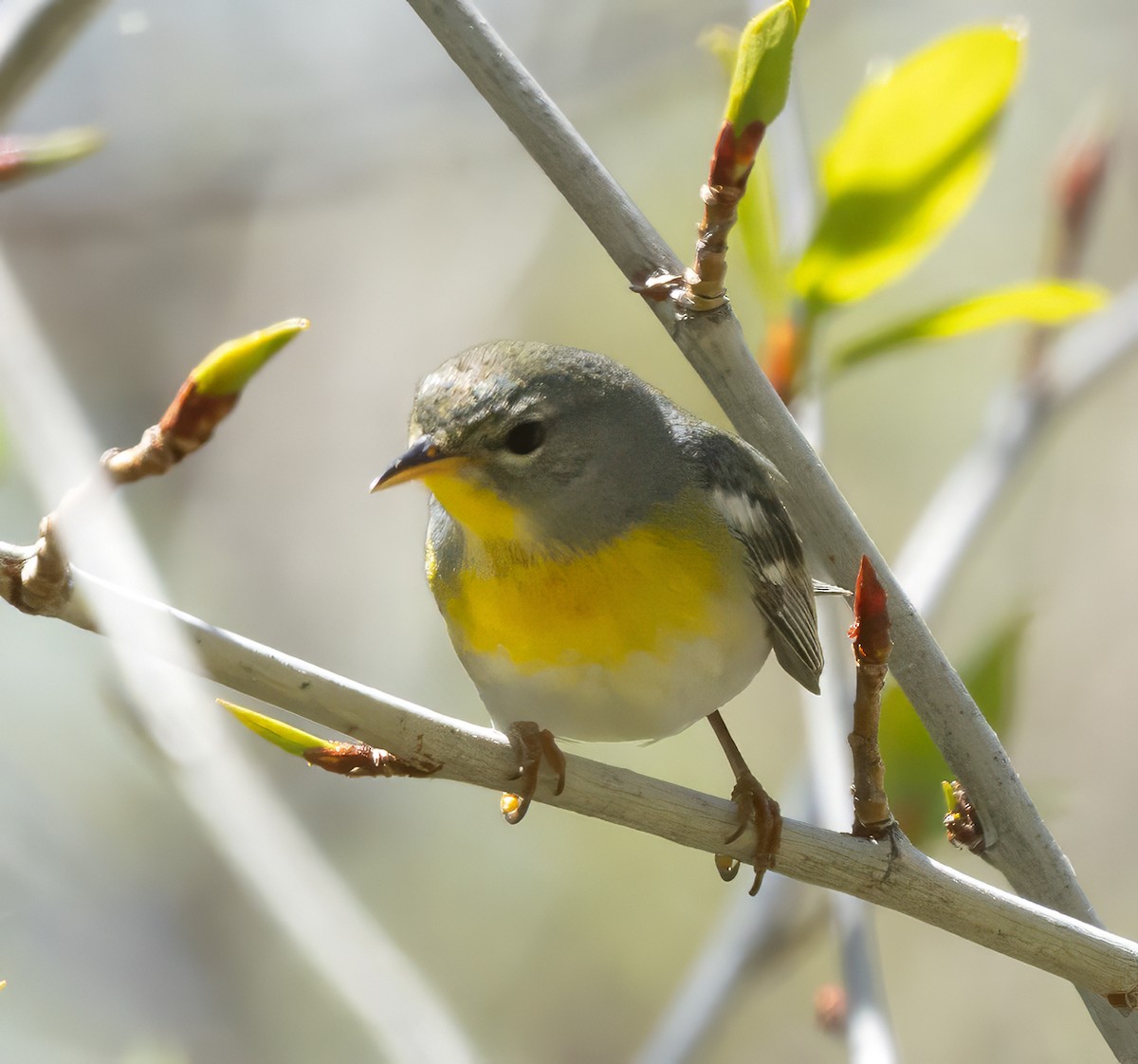 Northern Parula - ML657668342