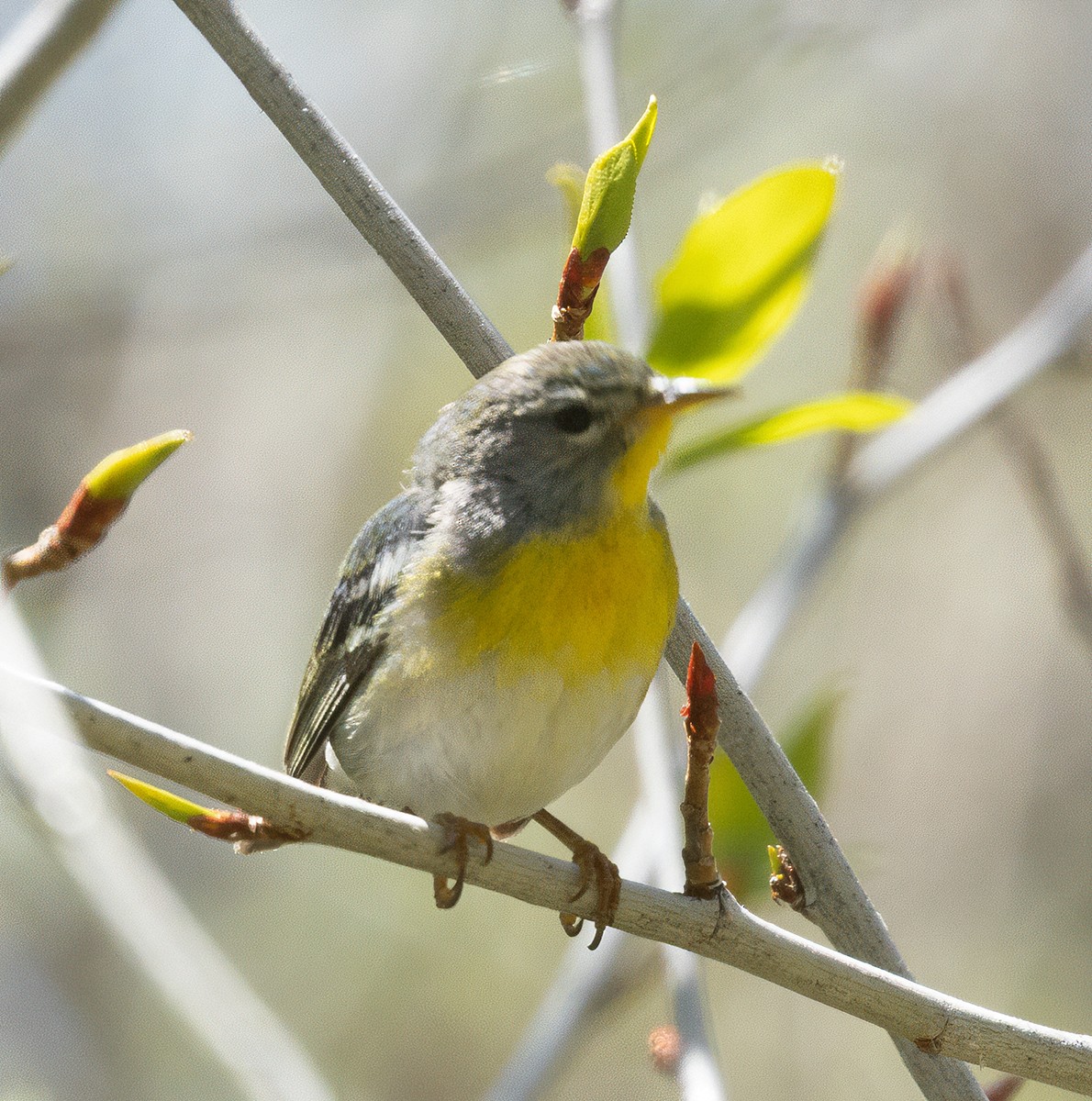 Northern Parula - ML657668343