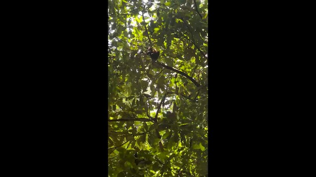 Animali - ML657668530