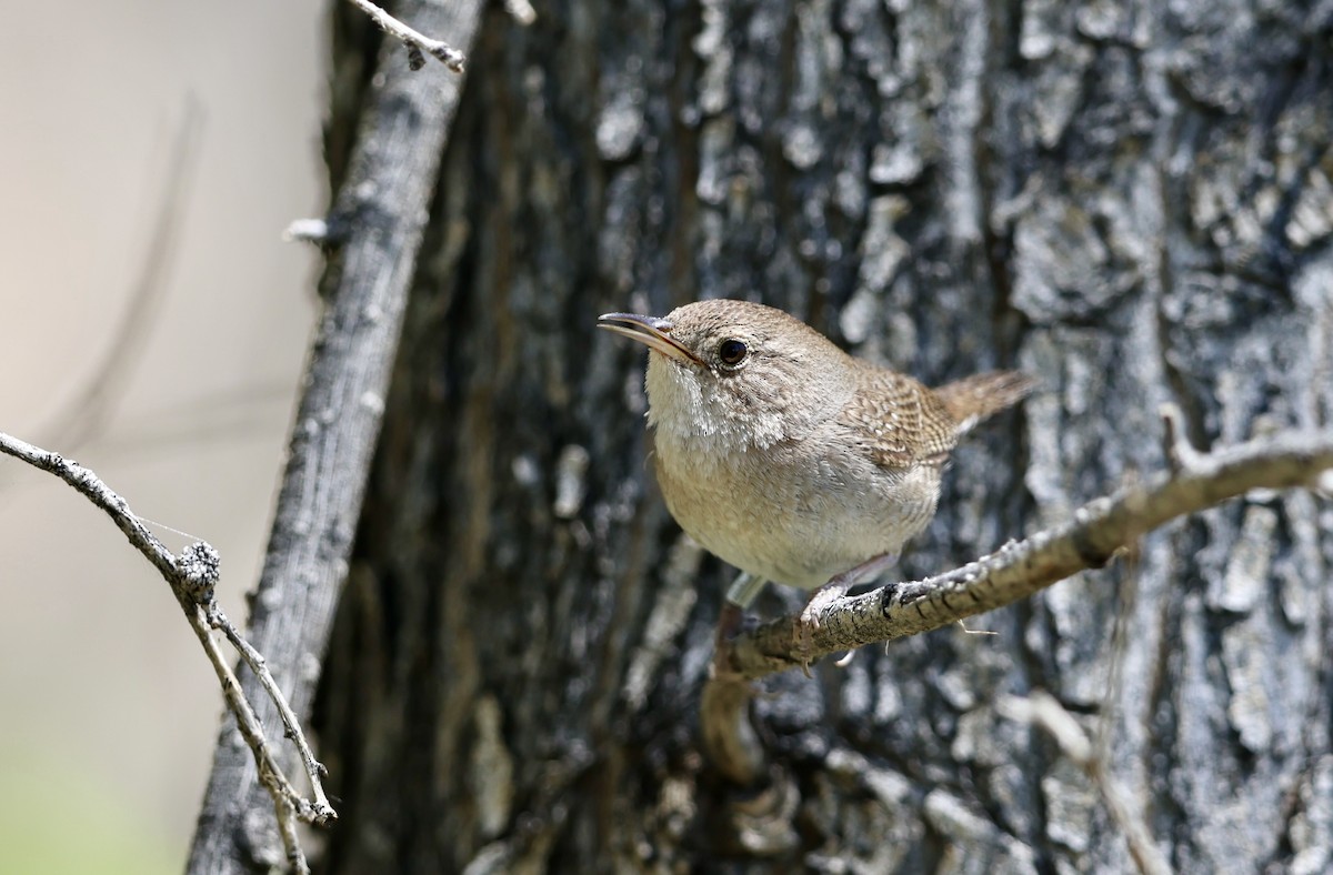 Northern House Wren - ML657668618