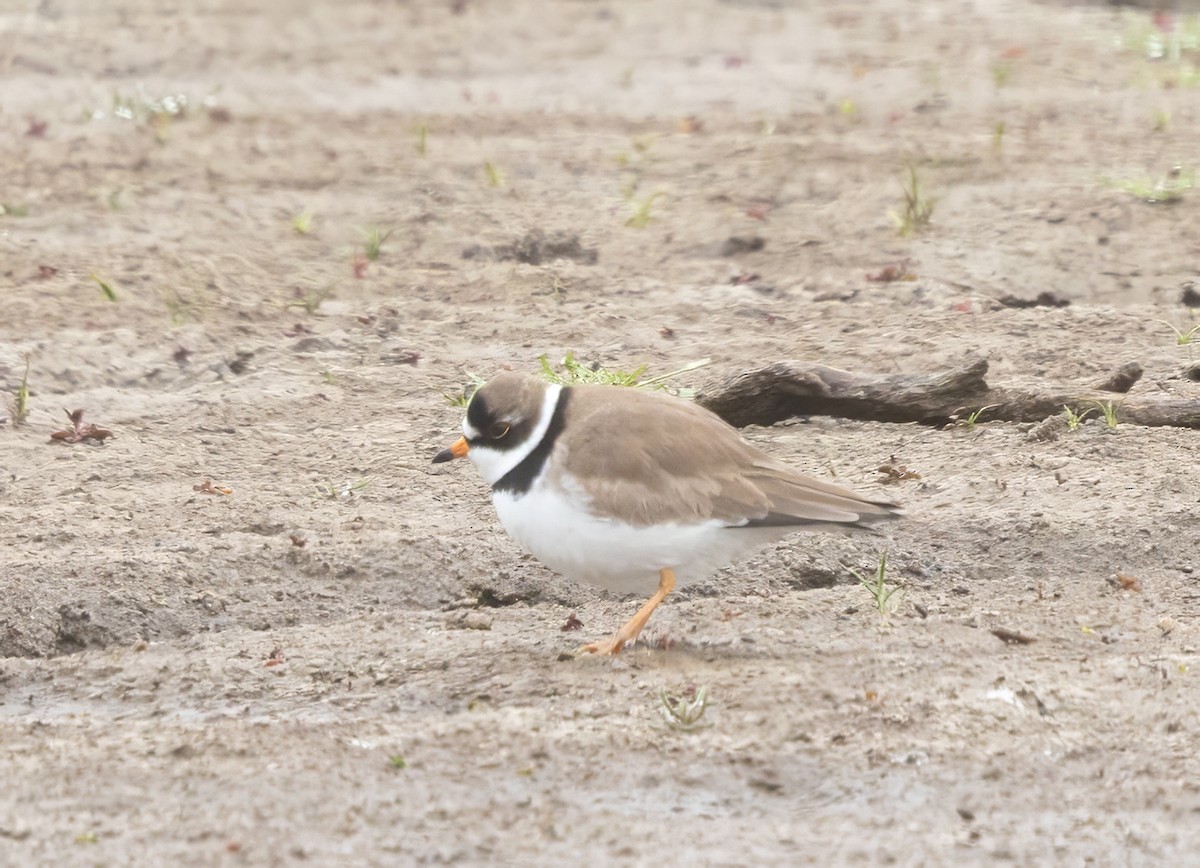 Semipalmated Plover - ML657668808