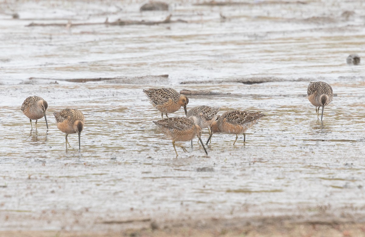 Long-billed Dowitcher - ML657668821