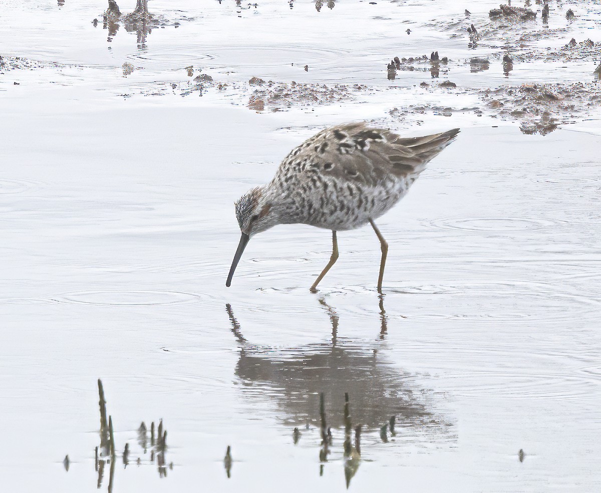 Stilt Sandpiper - ML657668848
