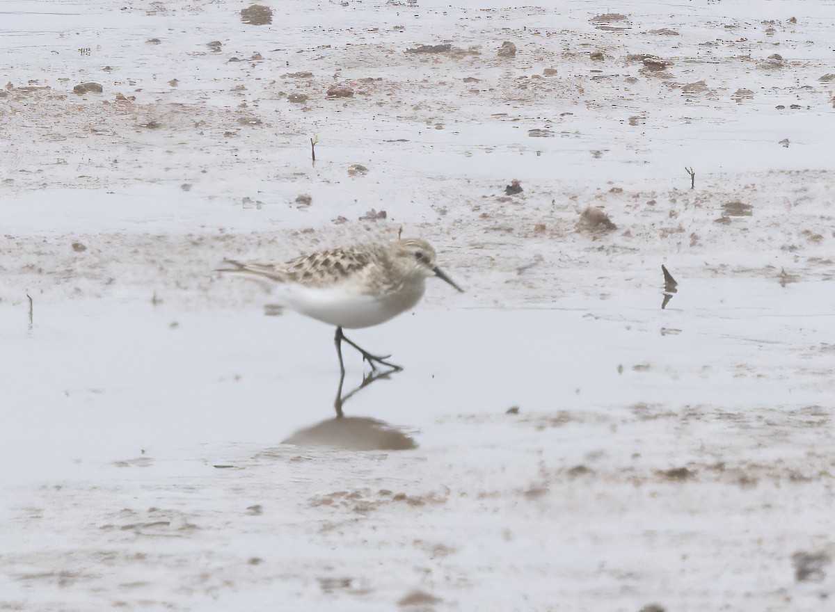 Baird's Sandpiper - ML657668877