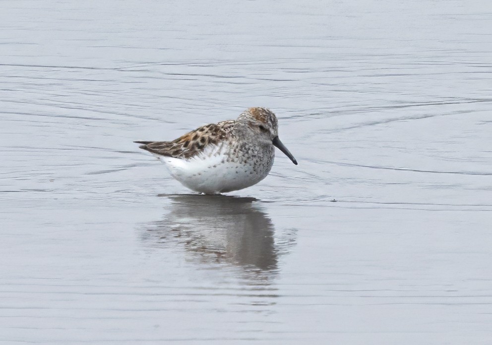 Western Sandpiper - ML657668901