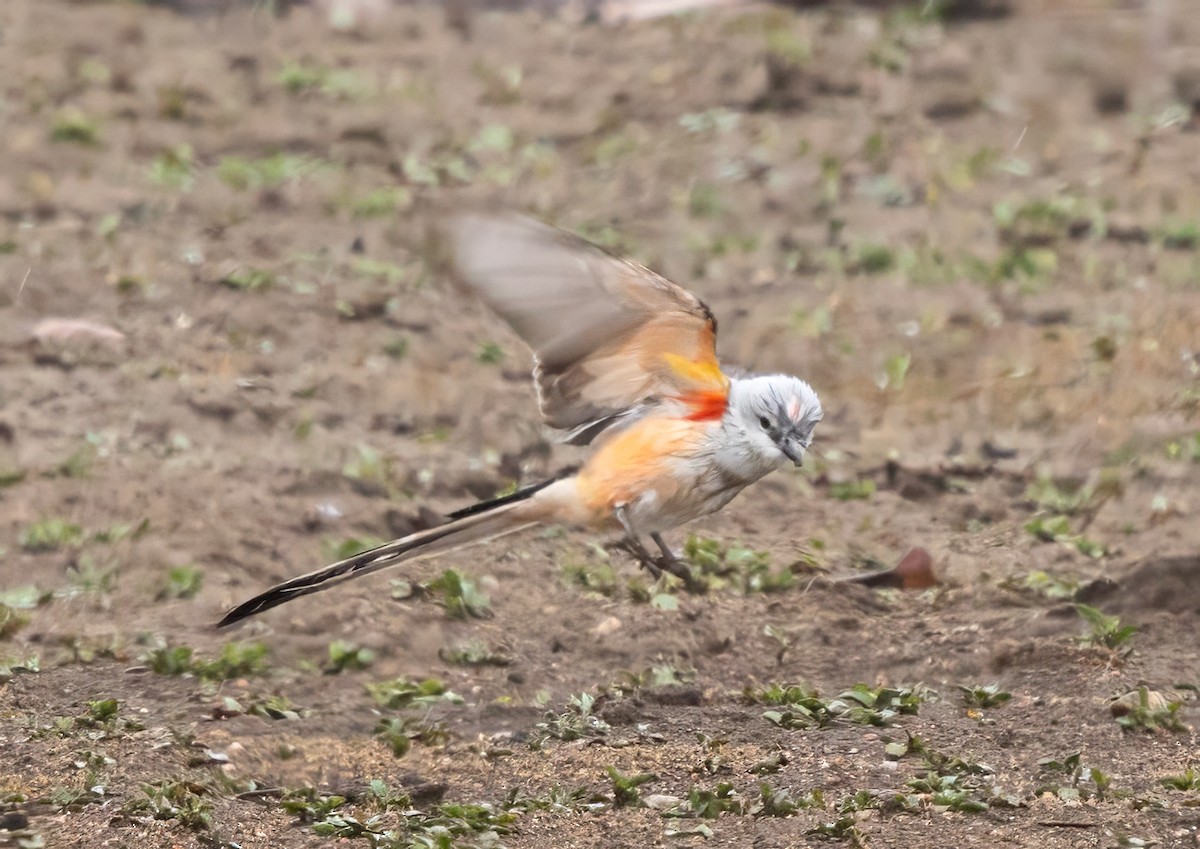 Scissor-tailed Flycatcher - ML657668947