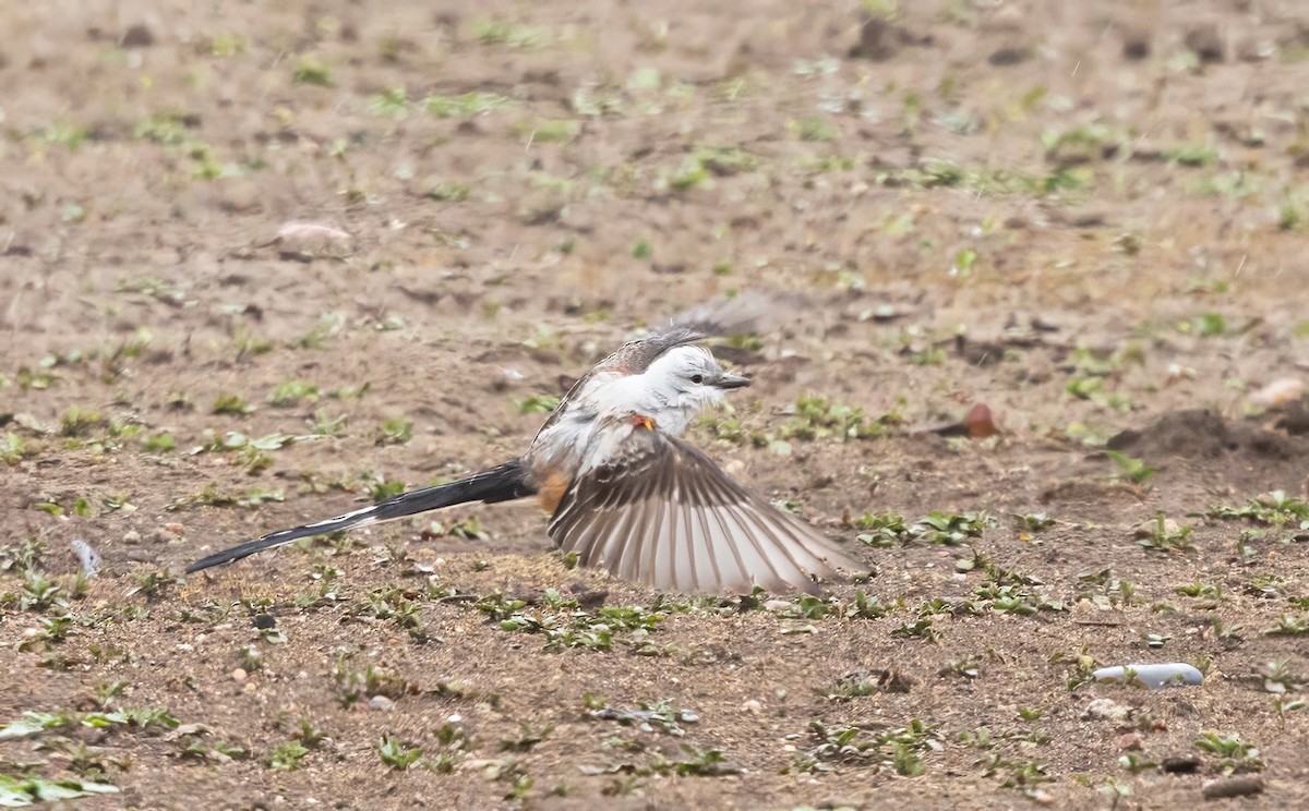 Scissor-tailed Flycatcher - ML657668948