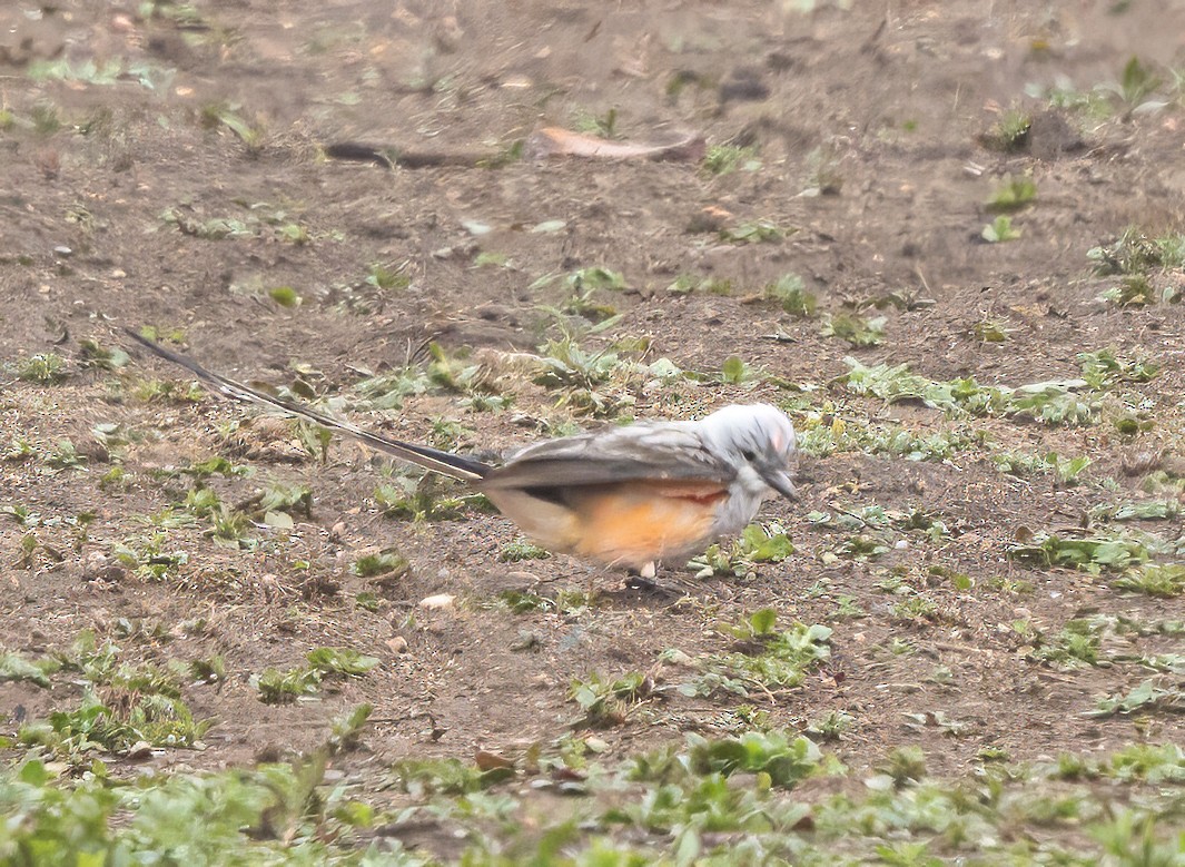 Scissor-tailed Flycatcher - ML657668950