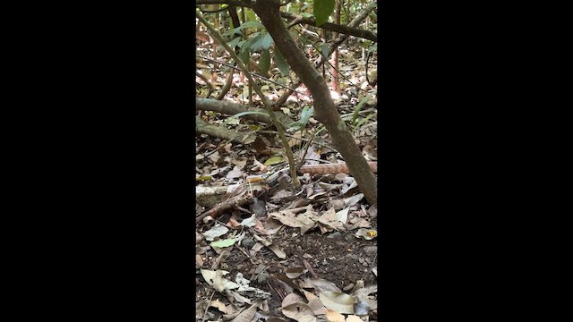 Animali - ML657669092