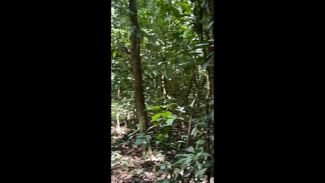 Animali - ML657669110