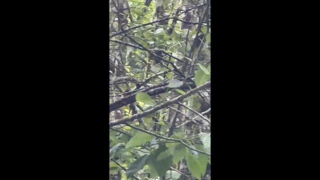 ウィルソンアメリカムシクイ - ML657669313