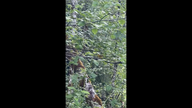 ウィルソンアメリカムシクイ - ML657669314