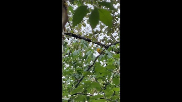 ウィルソンアメリカムシクイ - ML657669315