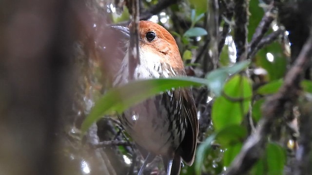 Chestnut-crowned Antpitta - ML657669624