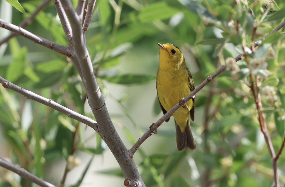 Wilson's Warbler - ML657669910