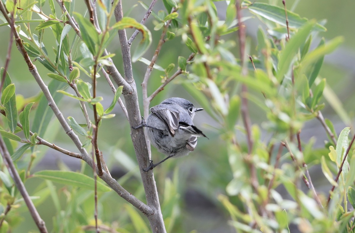 Blue-gray Gnatcatcher - ML657669970