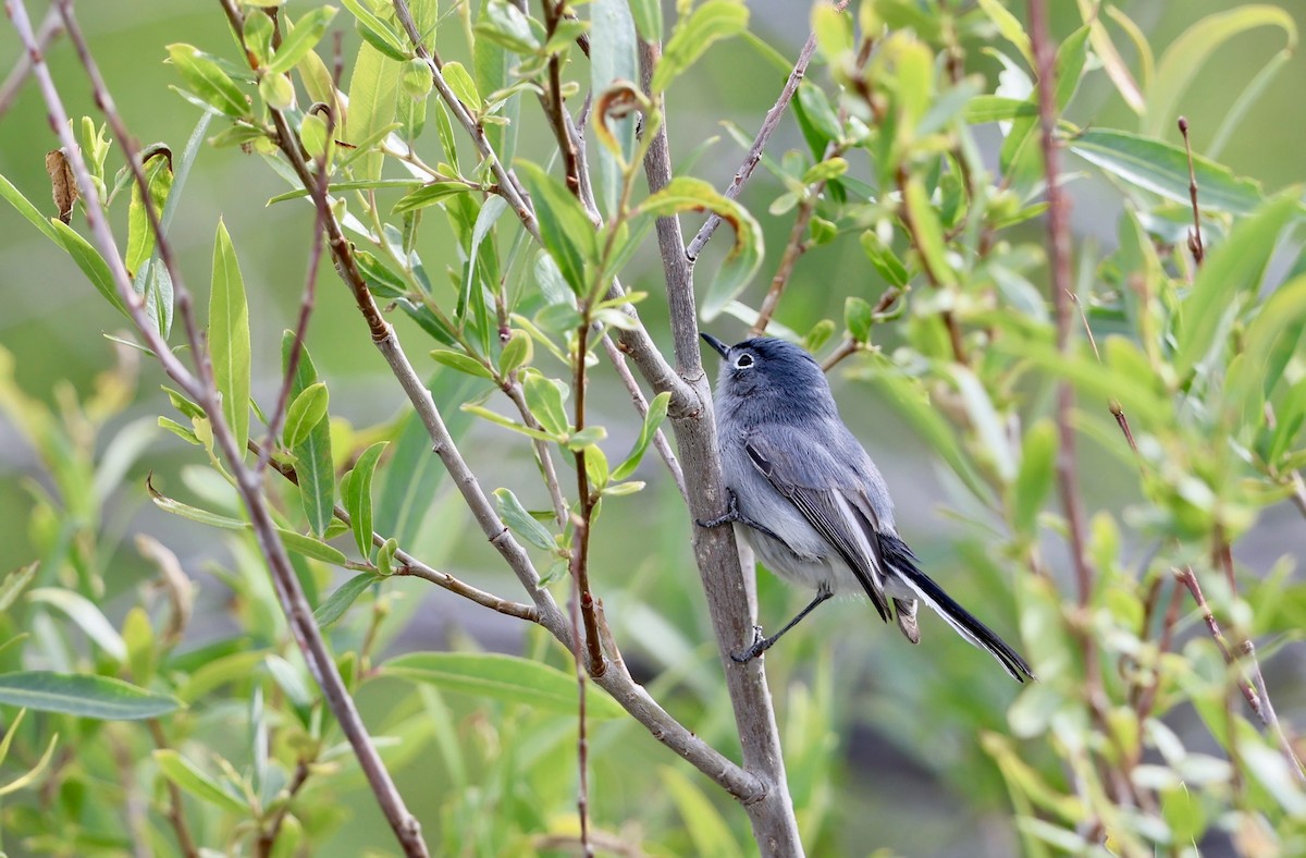 Blue-gray Gnatcatcher - ML657669971