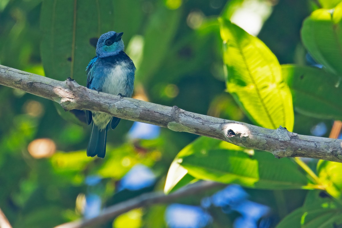 Masked Tanager - Stilpnia nigrocincta - Media Search - Macaulay Library ...