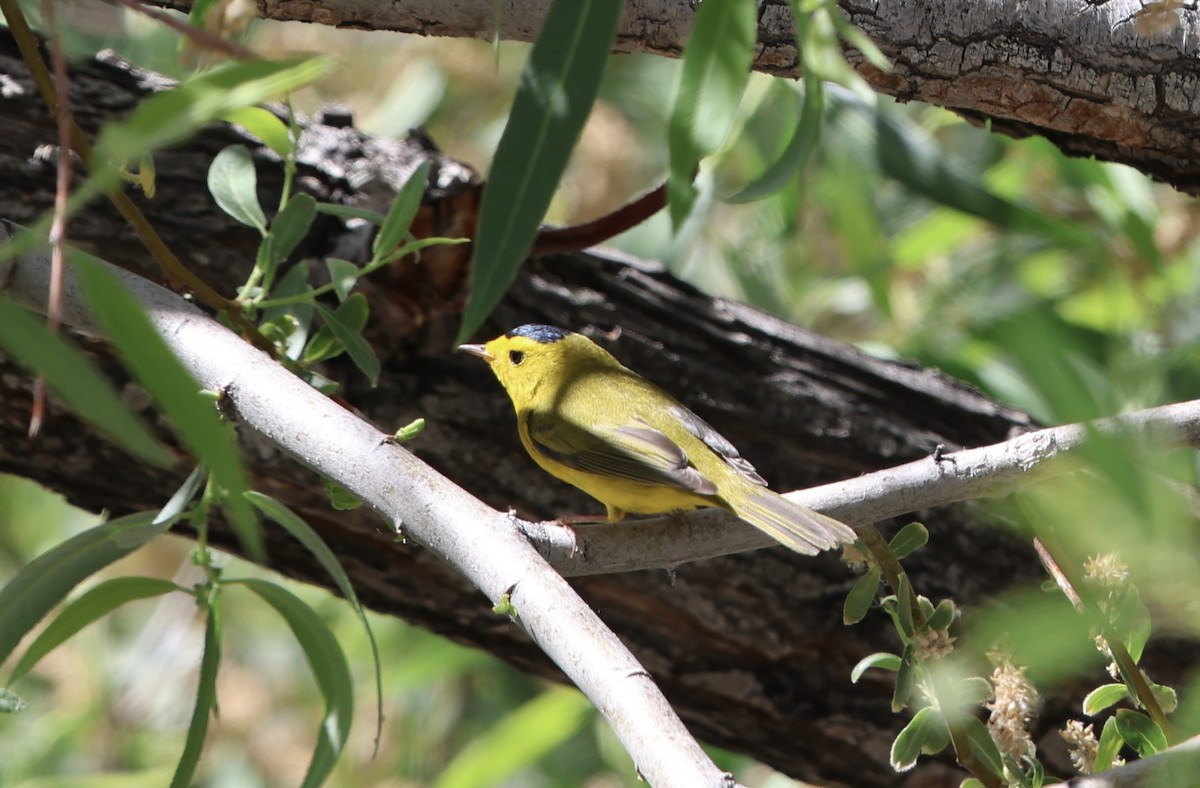 Wilson's Warbler - ML657670172