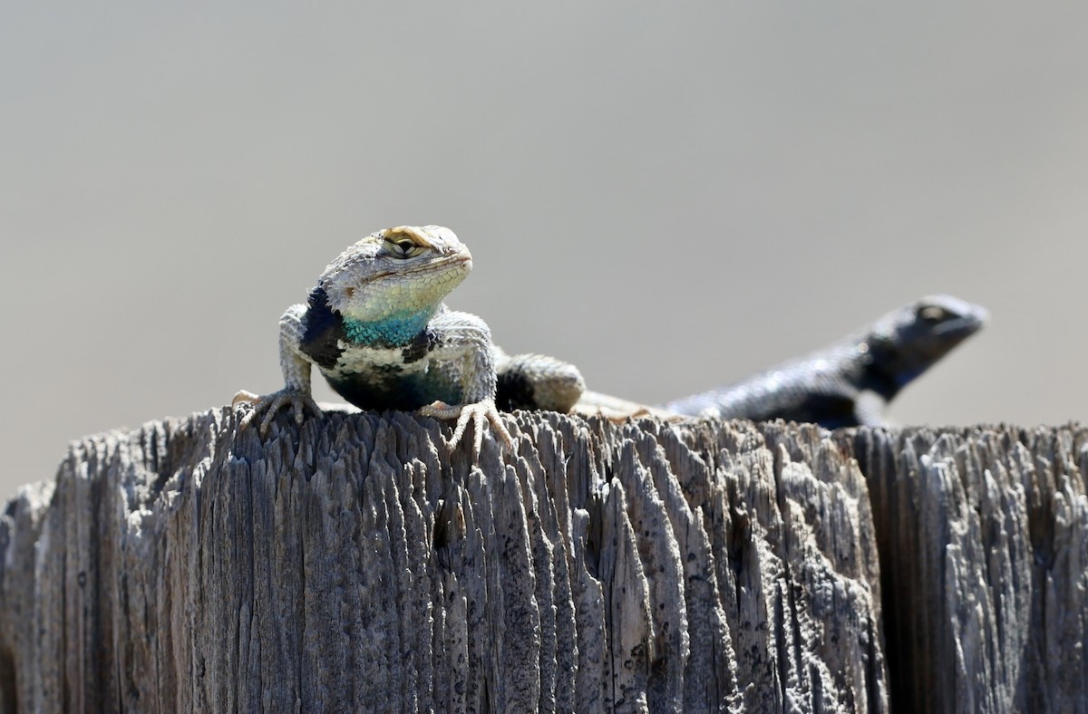 Desert Spiny Lizard - ML657670194