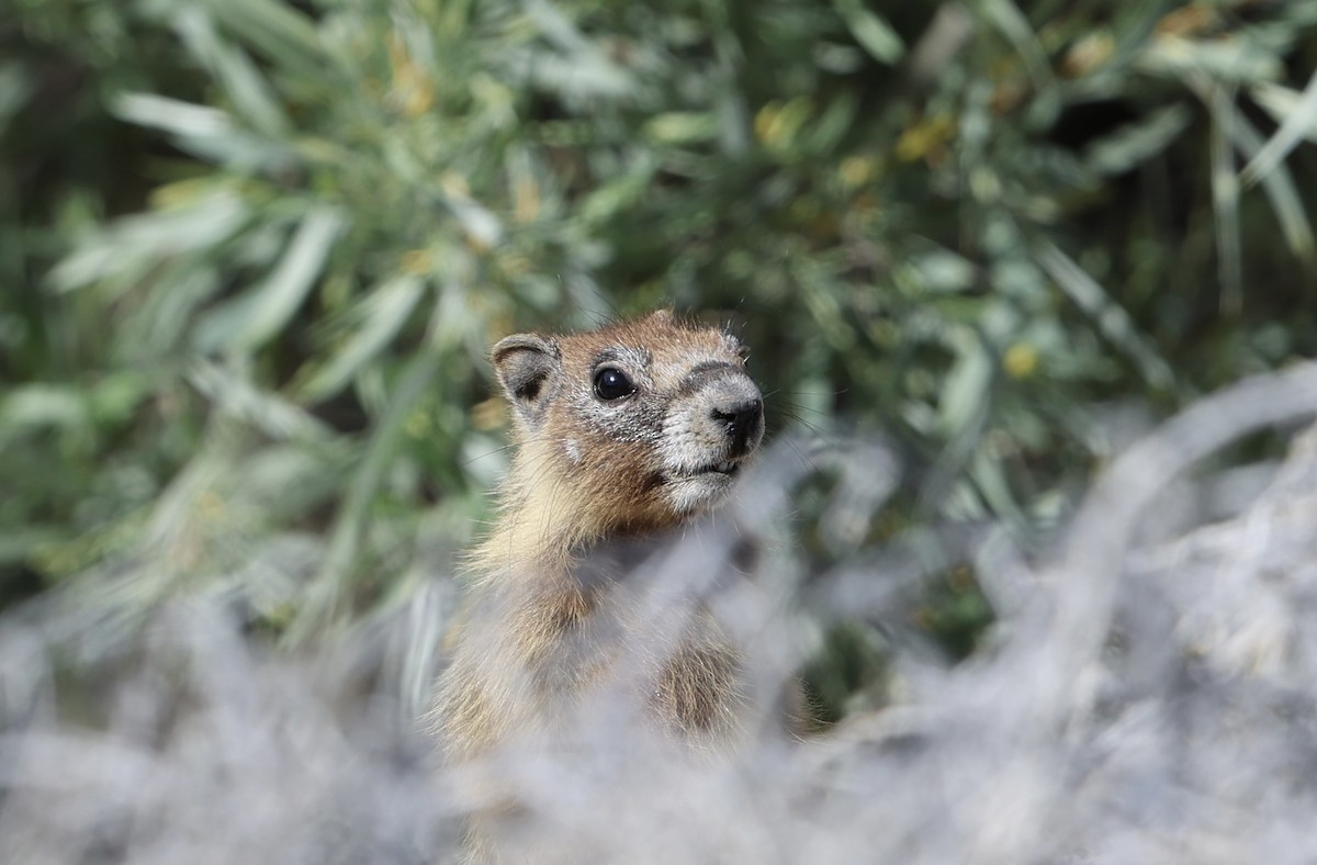 Yellow-bellied Marmot - ML657670195