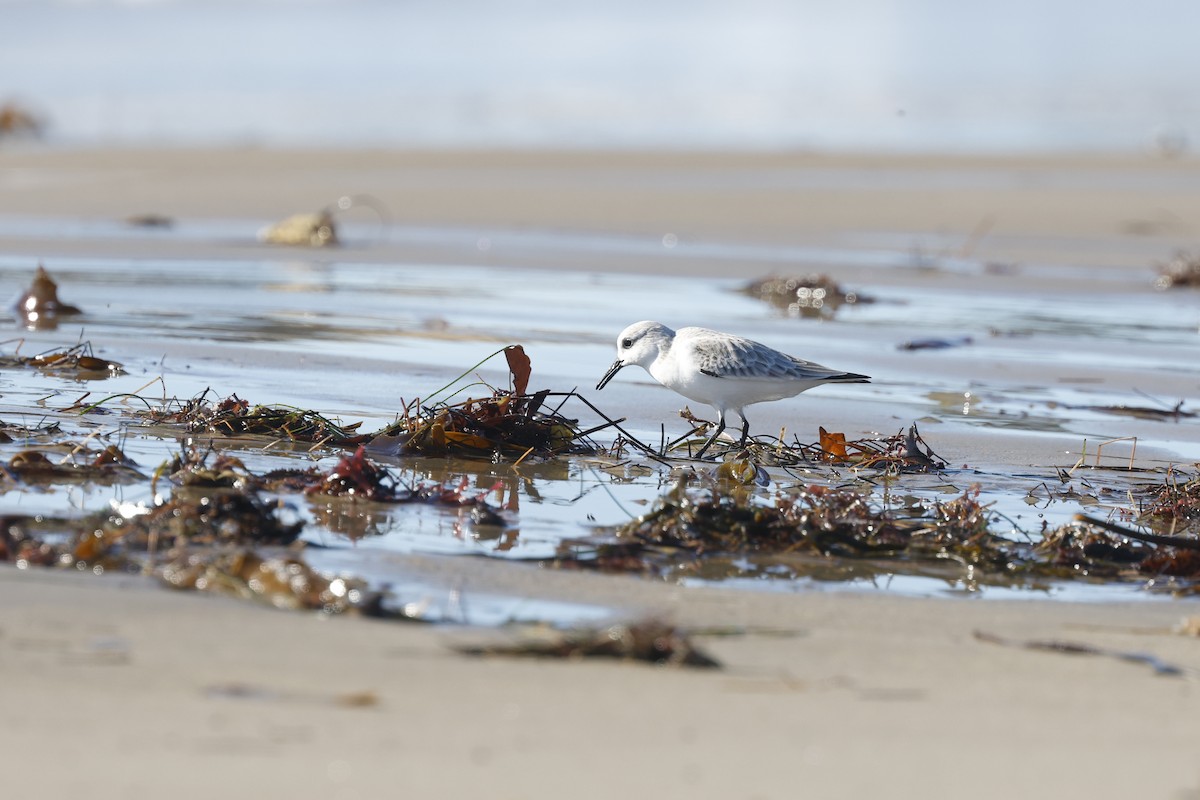 Sanderling - ML657670954