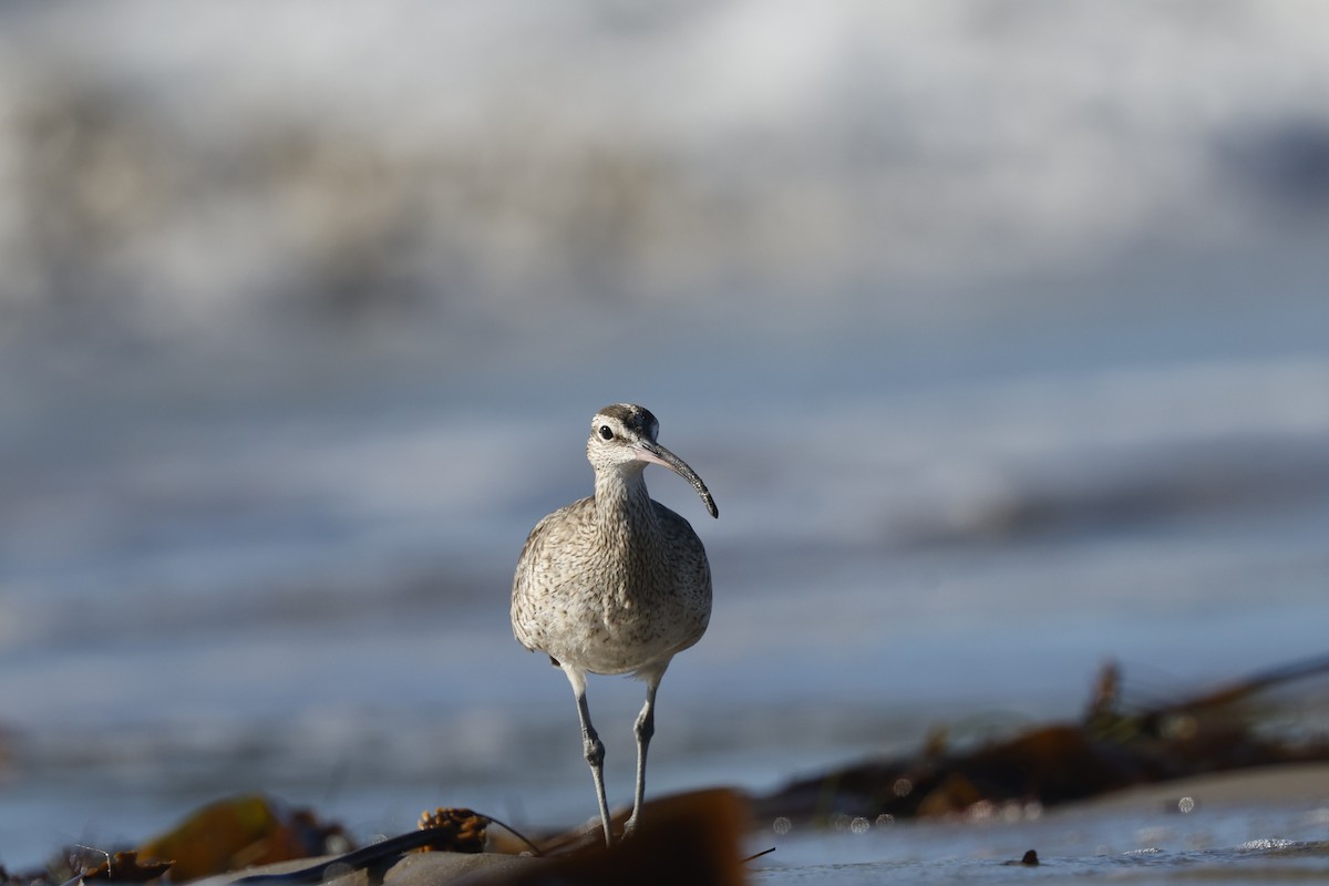 Hudsonbrachvogel - ML657671051