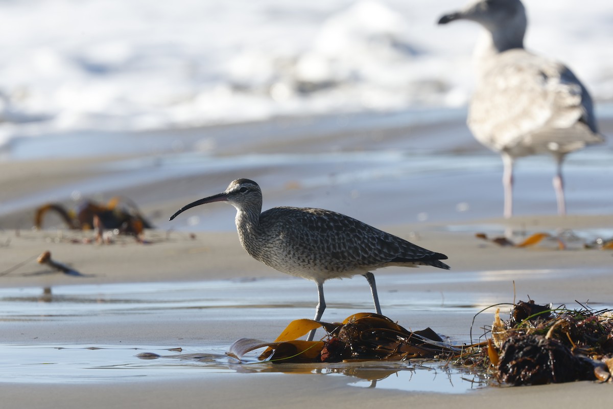 Hudsonbrachvogel - ML657671282