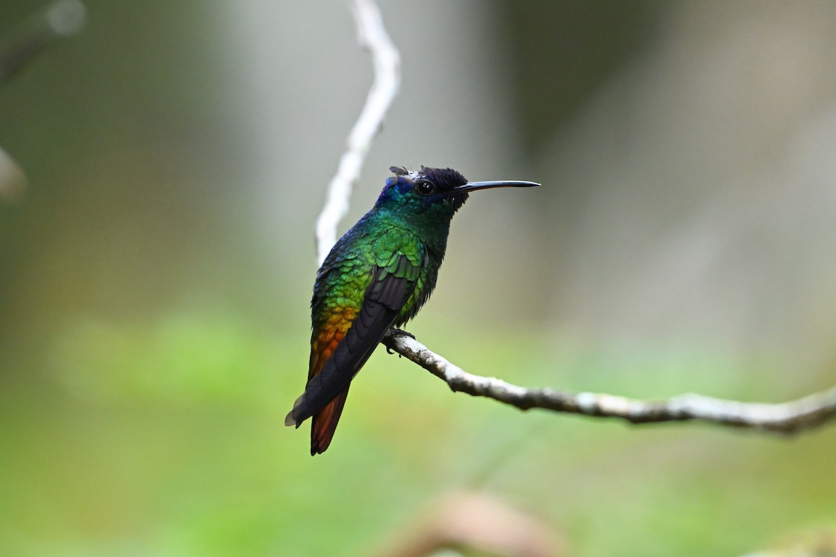 Golden-tailed Sapphire - ML657671345