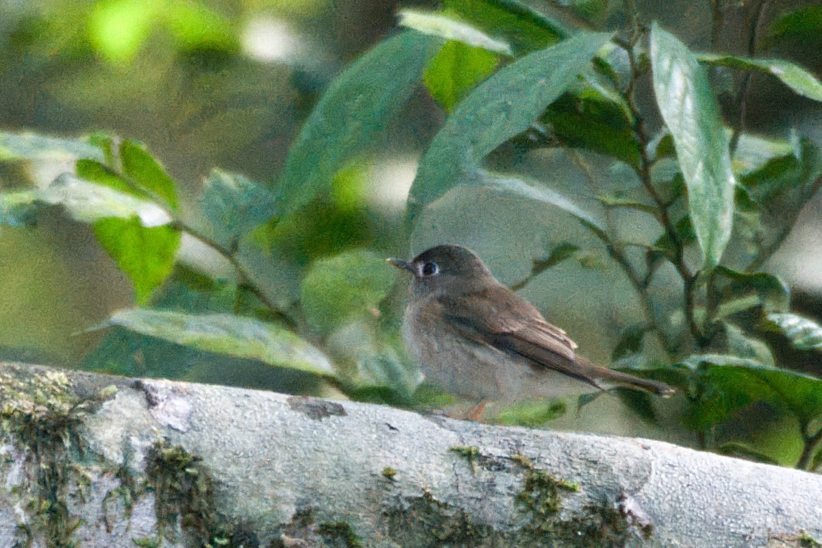 Brown-breasted Flycatcher - ML657671681