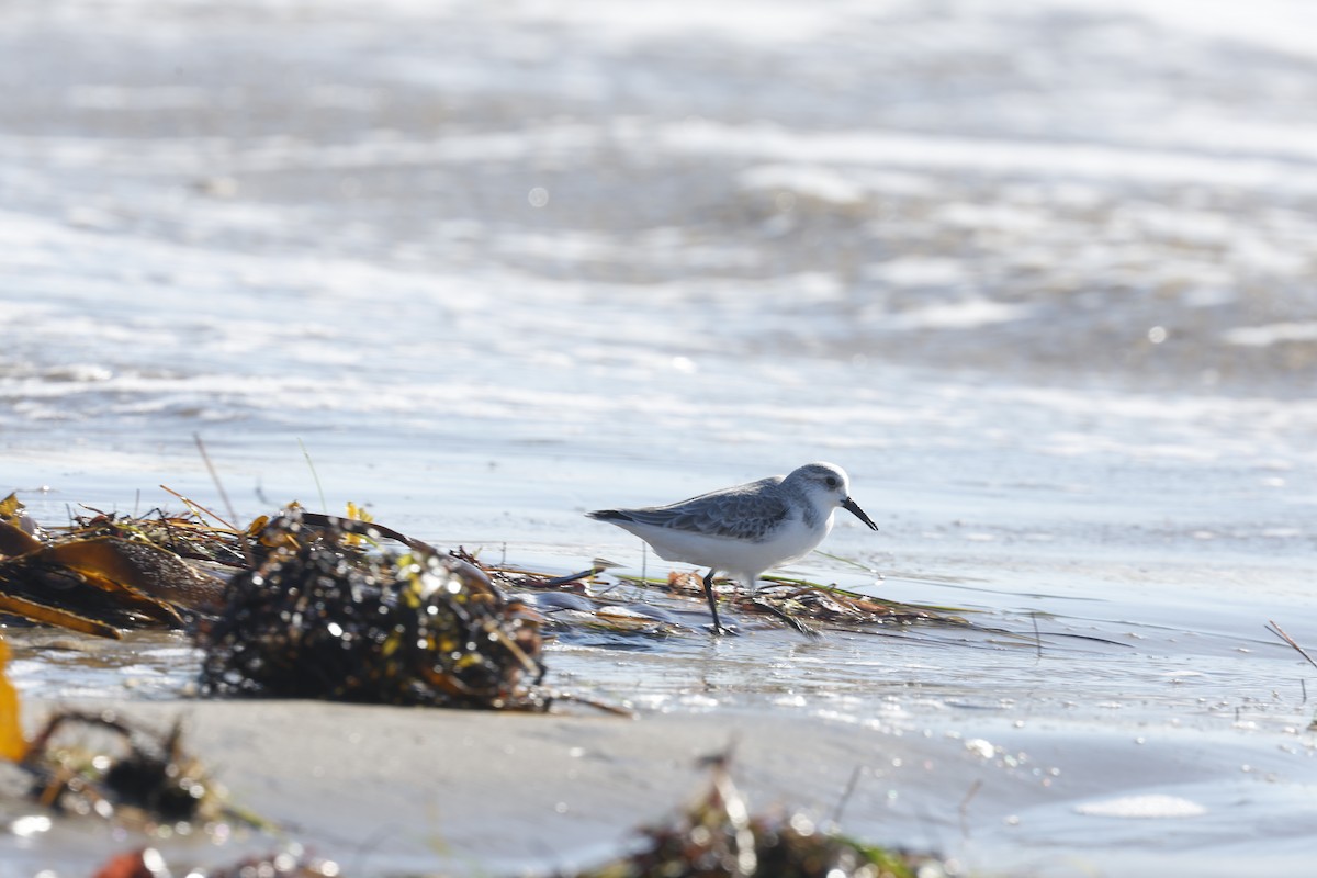 Sanderling - ML657671689