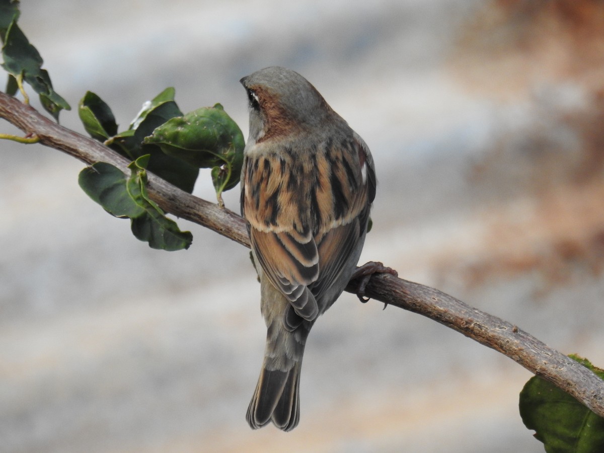 House Sparrow - ML657672490