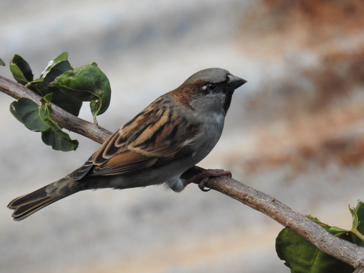 House Sparrow - ML657672582